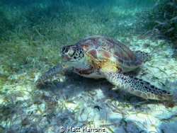 Green Sea Turtle eating sea grass by Matt Marrone 